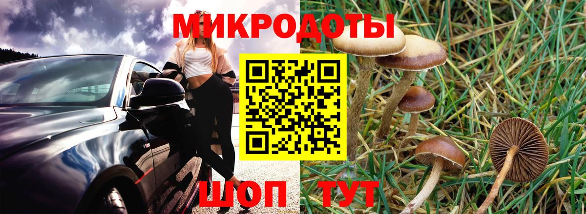 Петрозаводск  Псилоцибиновые грибы Psilocybe  Вход с VPN 